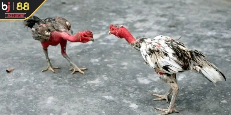 Đá gà BJ88 sàn đấu kịch tính hấp dẫn