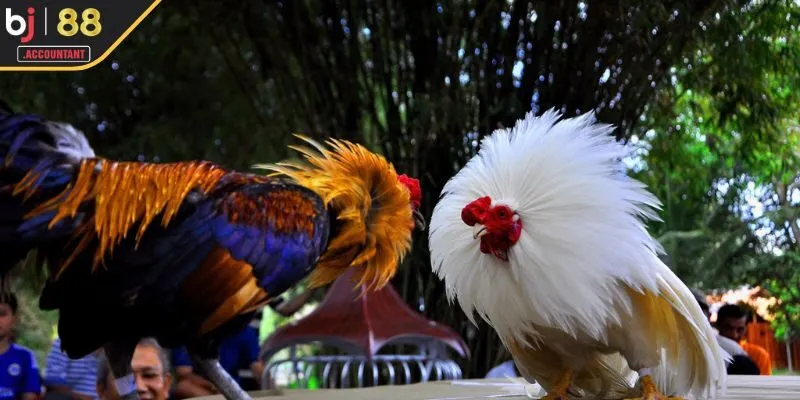 Đấu cựa sắt thu hút đông đảo cược thủ